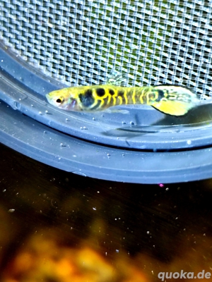 Tiger Endler Guppys 