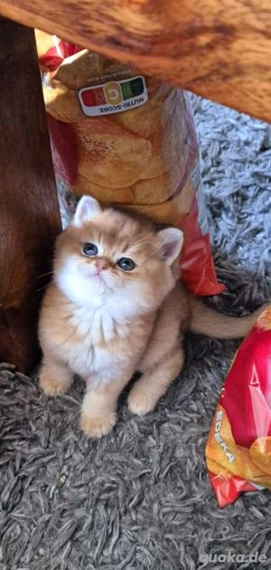 Britisch kurz haare Golden schaded Babys Katze 