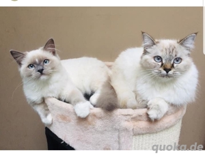 Ragdoll-Kätzchen zu verkaufen, Kontakt über WhatsApp 015511573786  