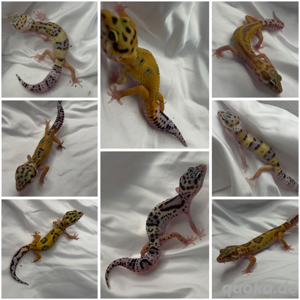 leopardgecko tirol
