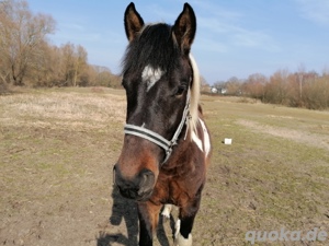Lewitzer Hengst 