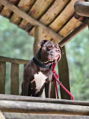 Hundedame zu verkaufen 