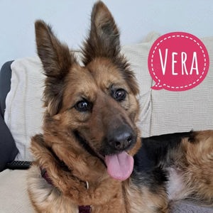Vera, libe, loyale und intelligente Schäferhündin