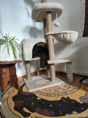 Katzenpension   Liebevolle Betreuung während Ihres Urlaubs