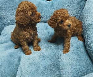 Toypudel Welpen kleine Herzensfreunde suchen ihre Familie