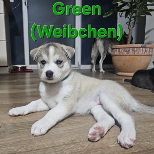 6 süße Siberian Husky-Welpen suchen ein liebevolles Zuhause