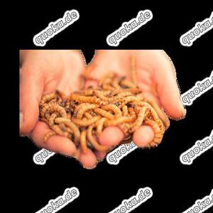MyInsect frische Mehlwürmer   Premium-Naturfutter für Reptilien, Vögel, Fische, Igel & Geflügel Bild 3