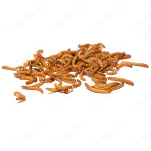 MyInsect frische Mehlwürmer   Premium-Naturfutter für Reptilien, Vögel, Fische, Igel & Geflügel