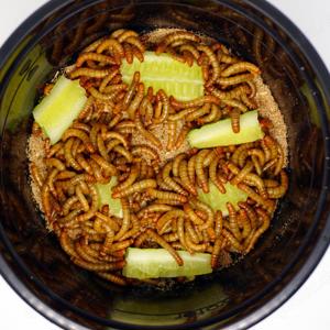 MyInsect frische Mehlwürmer   Premium-Naturfutter für Reptilien, Vögel, Fische, Igel & Geflügel Bild 2
