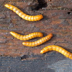 MyInsect frische Mehlwürmer   Premium-Naturfutter für Reptilien, Vögel, Fische, Igel & Geflügel Bild 5