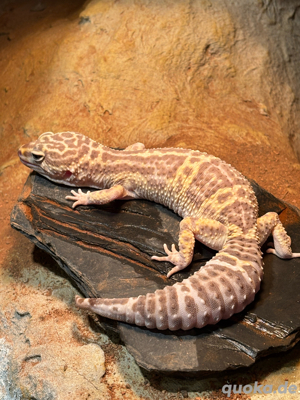 Tremper Albino