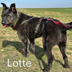 Lotte: eine Hündin mit Charakter 