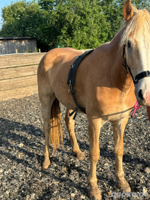 Pflegebeteiligung Haflinger Jungpferd zu vergeben Erlangen 