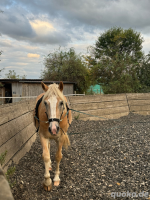 Pferd Pflegebeteiligung Haflinger 