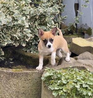 Heidi ein liebes Mädchen 