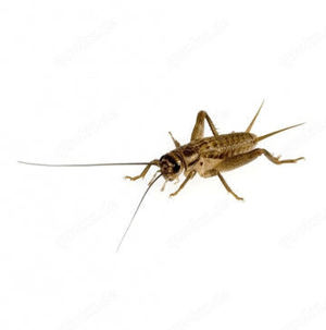 MyInsect frische Heimchen (Acheta domestica)  Das Standard-Futterinsekt für Ihre Reptilien und Vögel