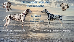 Dalmatiner Welpen aus FCI  VDH Zucht 