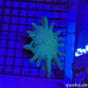 Lobophyton Groß ca 10cm