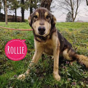 Rolli, liebe und brave Alaskan Malamute Hündin