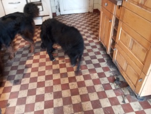 Mischlings Hunde  für Familien 