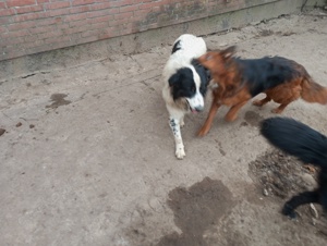 Familien Mischlings Hunde 