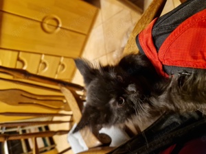 Main coon ohne Stammbaum sucht