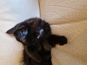 Schwarze Katze mit weißen Kragen sucht