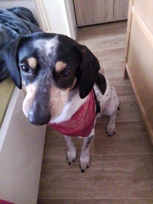 Jack Russel Terrier Mix sehr dringend abzugeben 