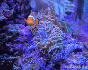 Meerwasser, Fische, Korallen, 