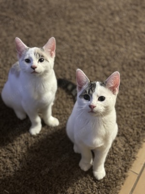 Liebevolle Katzenkinder suchen gemeinsames Zuhause   8 Monate alt, stubenrein