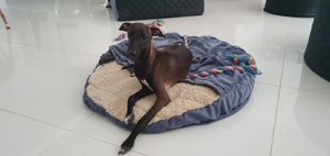 Italienisches Windspiel ... Italian Greyhound
