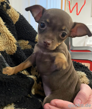 chihuahua welpen