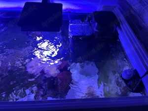 Meeresaquarium mit Zubehör 