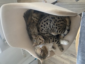 Savannahkatze 