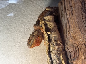 Bartagame 1,5 Jahre