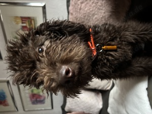 Labradoodle Schoko  Lust auf einen neuen Freund?