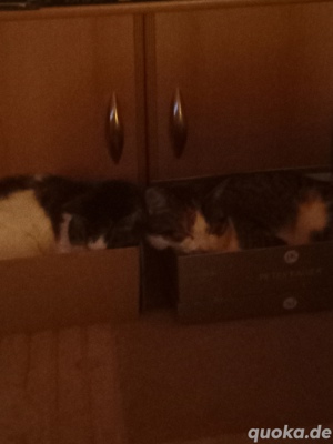 suche katzenbaby