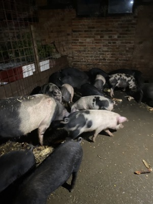 Angler Sattelschweine, Schlachtschweine, Ferkel, Läufer, Zuchttiere, Hausschlachtung 