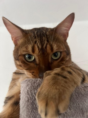 Bengal Katze 
