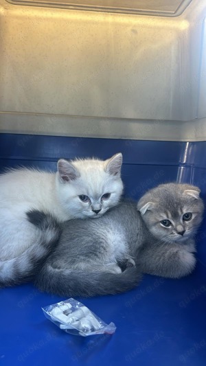 BKH Katzen 1x Mädchen 1x Junge