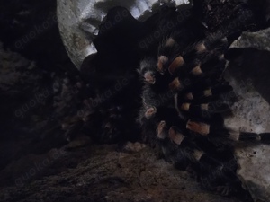Vogelspinnen zum Abgeben