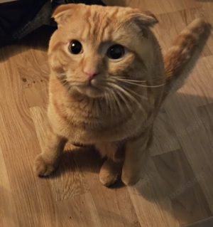 1 Jahr junger Kater