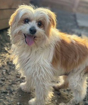 Süßer Hundeopi Bob sucht ruhiges Plätzchen als Einzelprinz