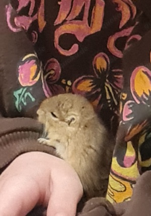 Wüstenrennmäuse