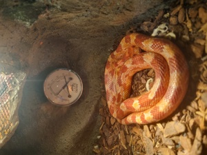 3 sehr schöne Kornnattern mit toller Wohnlandschaft ( Terrarien)