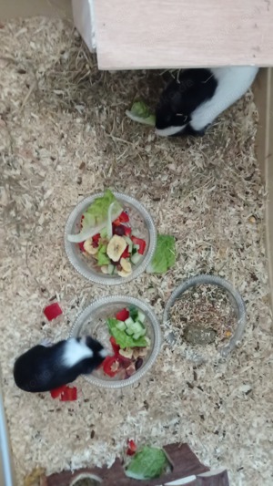 Meerschweinchen 