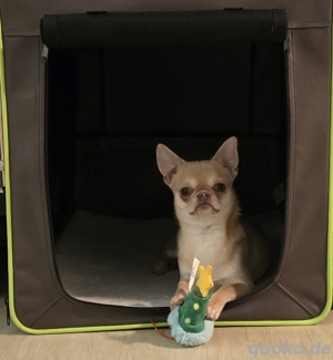 Perfkter kleiner Chihuahua 