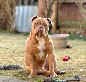 Exotischer Old English Bulldog Deckrüde mit Majestätischem Charme