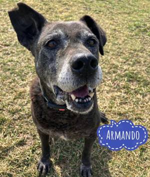 Armando, gutmütiger und aktiver Senior, der sein Körbchen sucht