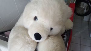 großer Eisbär